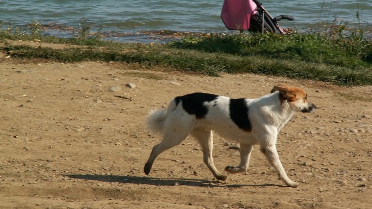 Собака на самовыгуле укусила 10-летнего мальчика в Нукутском районе